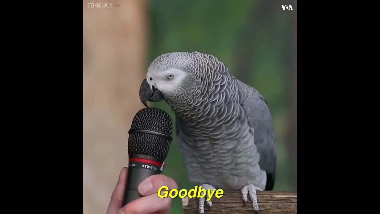 Ringneck Parrot Videos Compilation|parrot talking video🦜🕊️🐦|Birds lovers