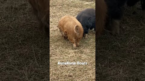 🐗 Darby backs down Wiz! #kunekune #boars #pigs #hogs