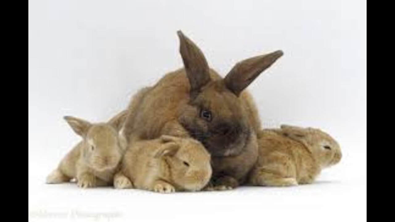 Baby Rabbits and their Mom,very beautiful and cute video