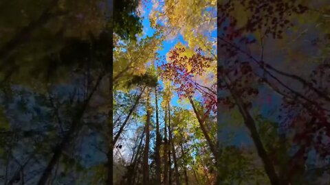 Fall Leaves in Canada