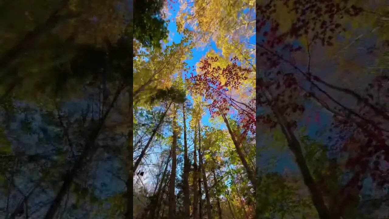 Fall Leaves in Canada