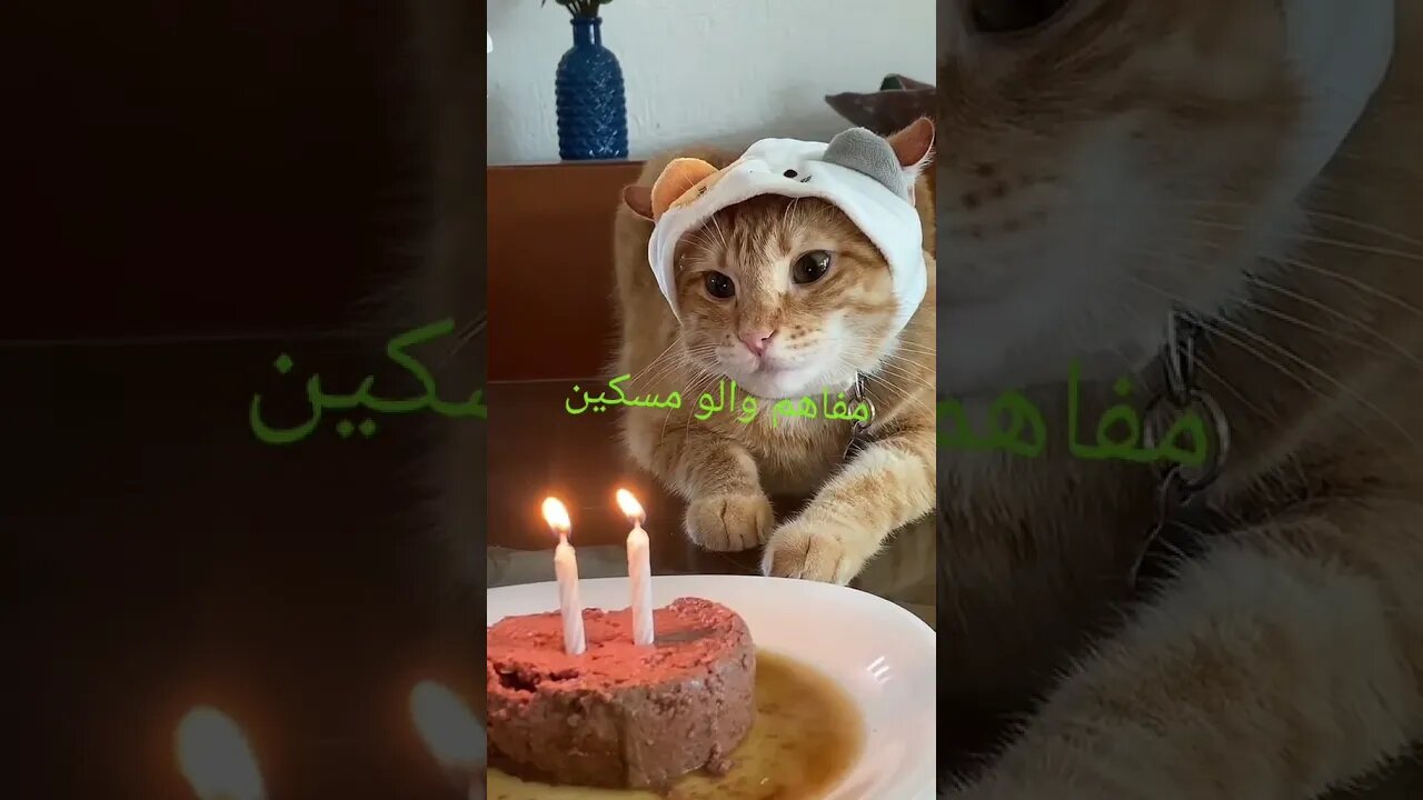 الزغبي مفاهم والو