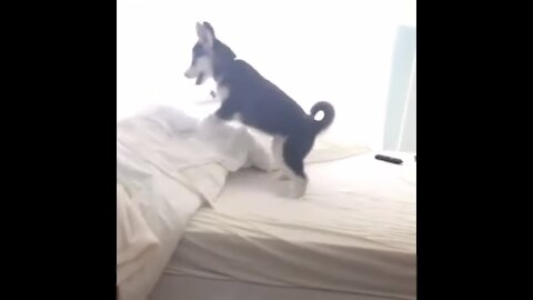 Husky scared from jumping pees on bed - Hilarious !!