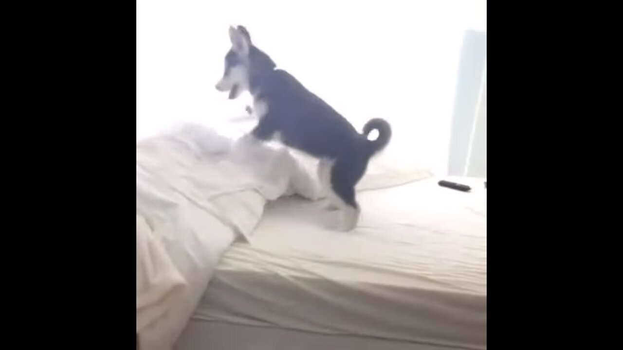 Husky scared from jumping pees on bed - Hilarious !!