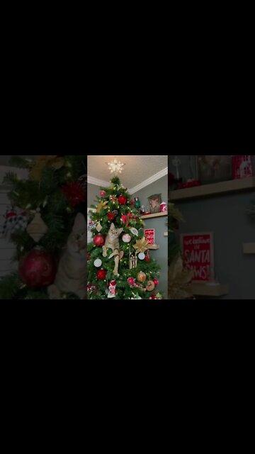 The cats become concerning, when the true Christmas spirit start￼s