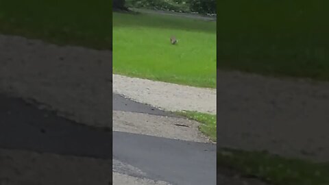 he's running away #shorts