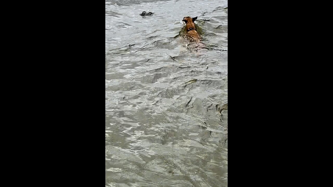 Belgian Malinois dog almost swept away in swollen river after hurricane!🐕🫣