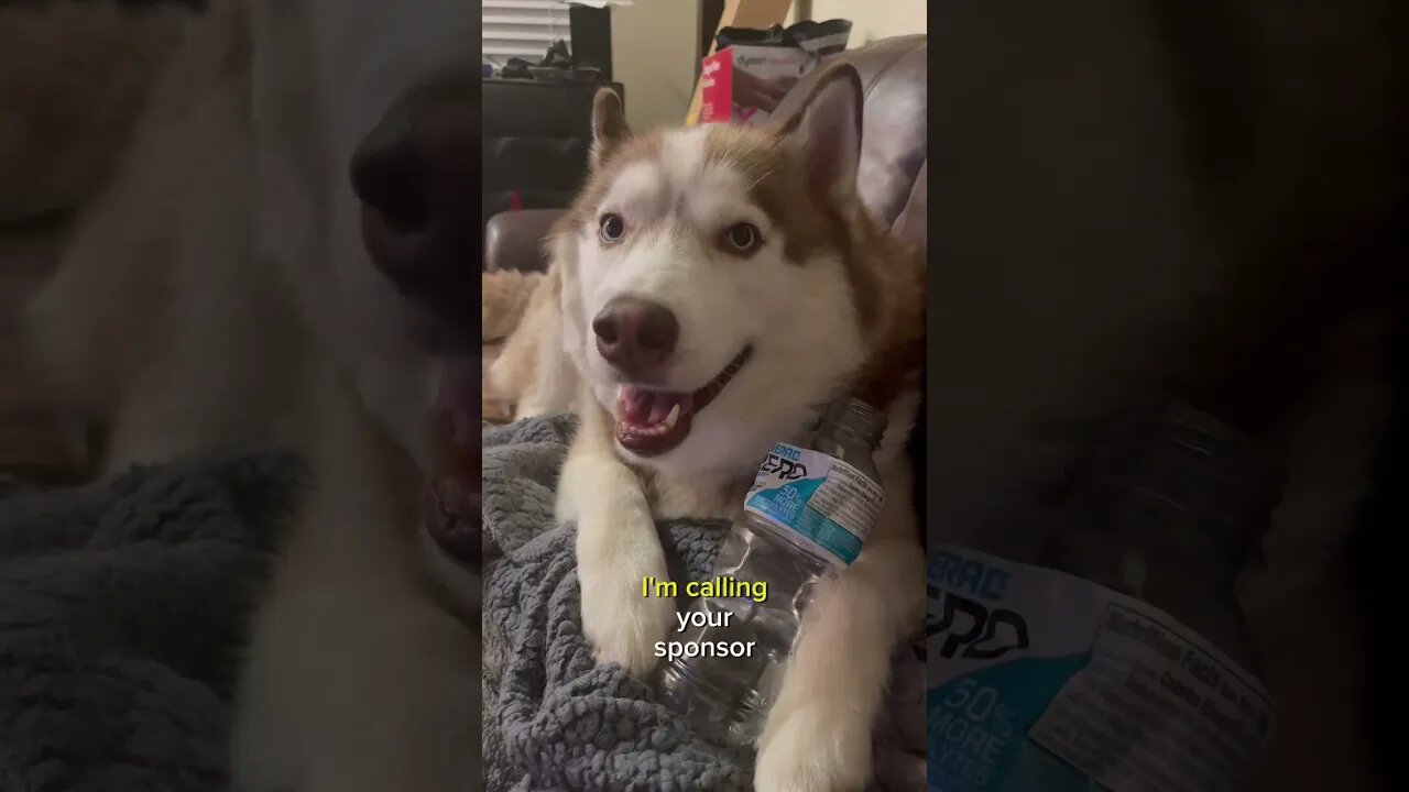 My husky has a problem