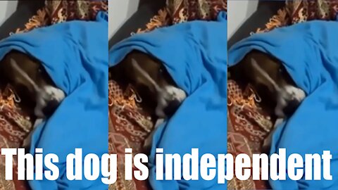 This dog is independent - Very cool.