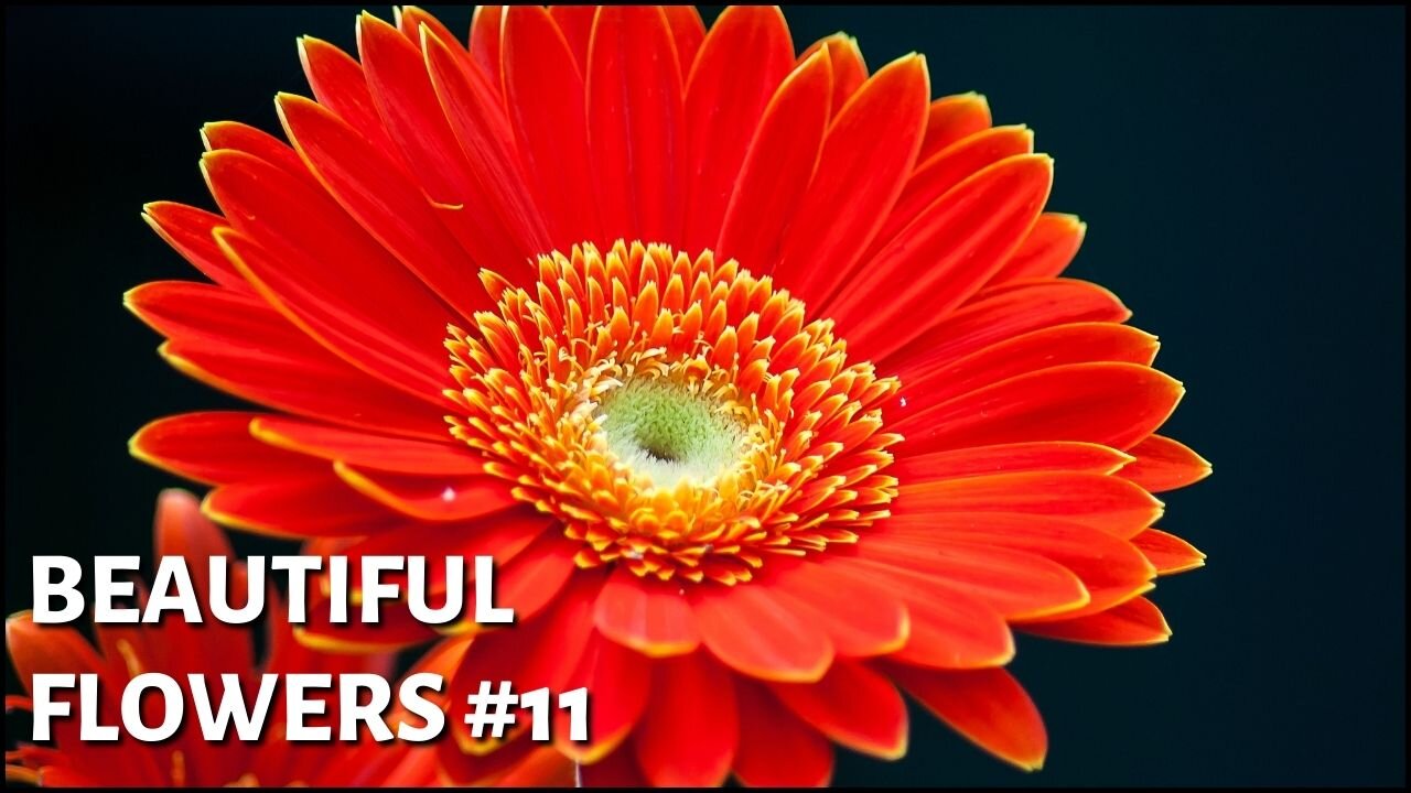 Beautiful flowers #11