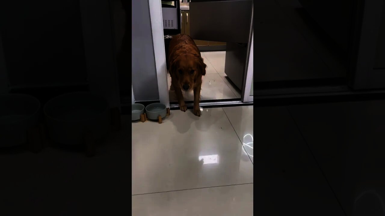 狗狗做壞事眼神很萌😂#shorts#dog#狗狗