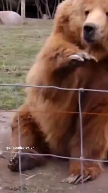 this bear waves, trains people when to throw food😁 @Olympic Game Park
