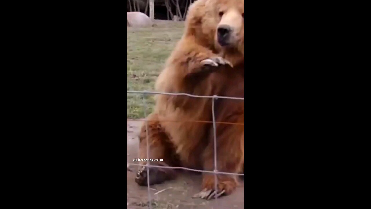 this bear waves, trains people when to throw food😁 @Olympic Game Park