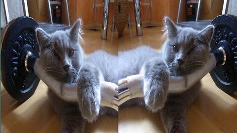 VERY 🐈 SMART 🐈CAT 🐈 FUNNY# VIDEO