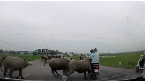 Des buffles au mauvais caractère envahissent une route et attaquent des motards