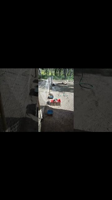 Duck couldn't wait for the pond to fill up