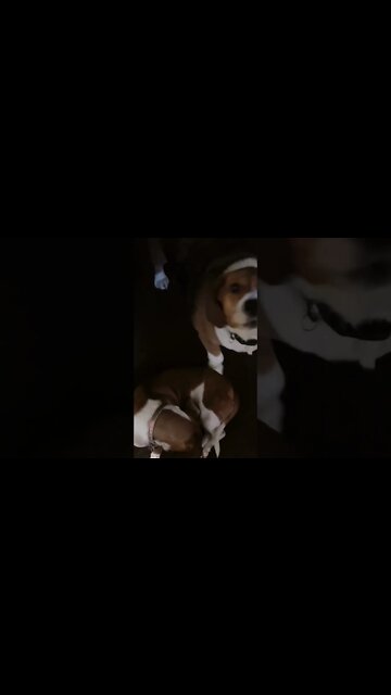 Re-Introducing My Dogs Monkey and Banchee