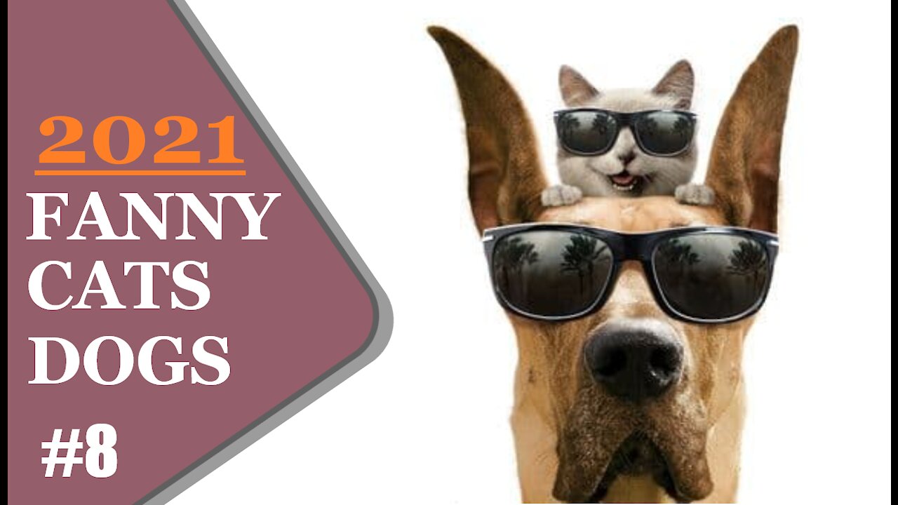 FUNNY DOGS AND CATS 2021 #8