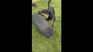 ROTTWEILER ATTACKS Car tire!!