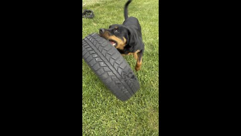 ROTTWEILER ATTACKS Car tire!!