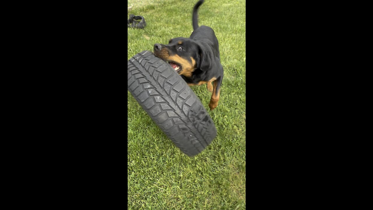 ROTTWEILER ATTACKS Car tire!!