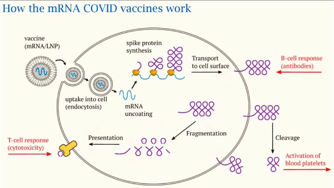 Dr. Michael Palmer masterfully explains mechanisms of harm of the COVID vaccines