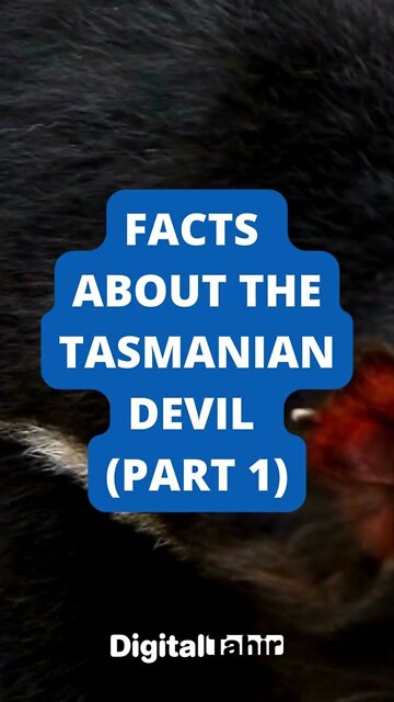 PART 1: Top 10 Facts About the Tasmanian Devil #shorts