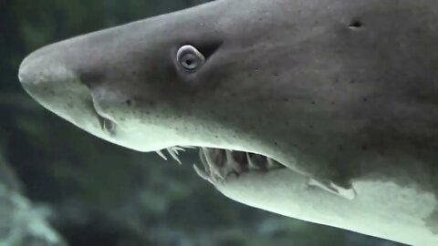 Don't Ever Mess With Shark. The Teeth Weapon Can Kill Anything.