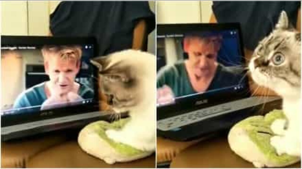 Gato aprende a cozinhar com Gordon Ramsay