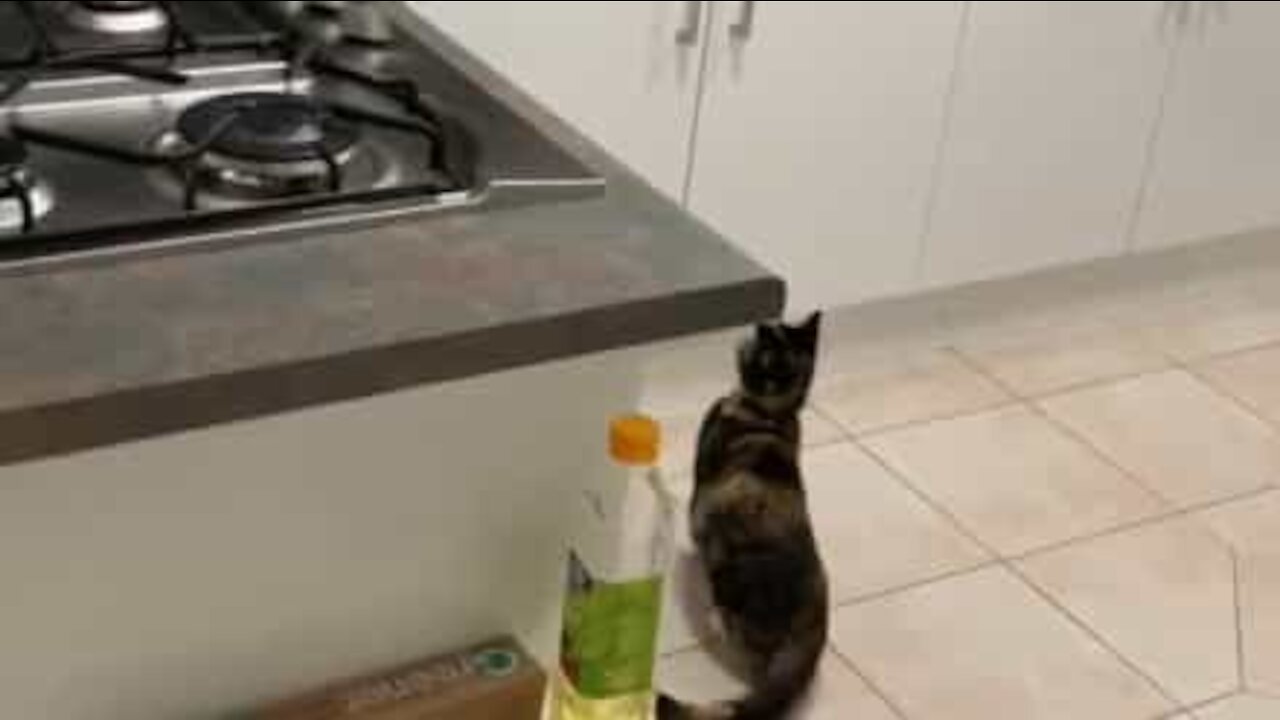 Cat jumps on aluminium foil and is bolted across the room