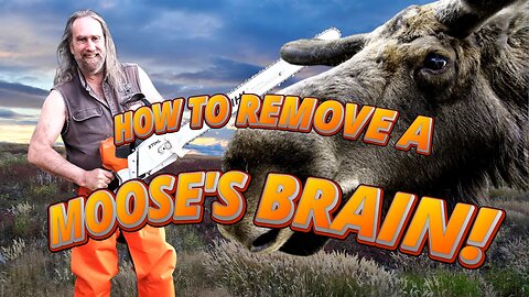 How To REMOVE A Moose's Brain!