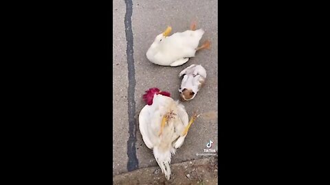 The duck and dog, funny and cut