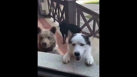 You try telling him his not a Dog!