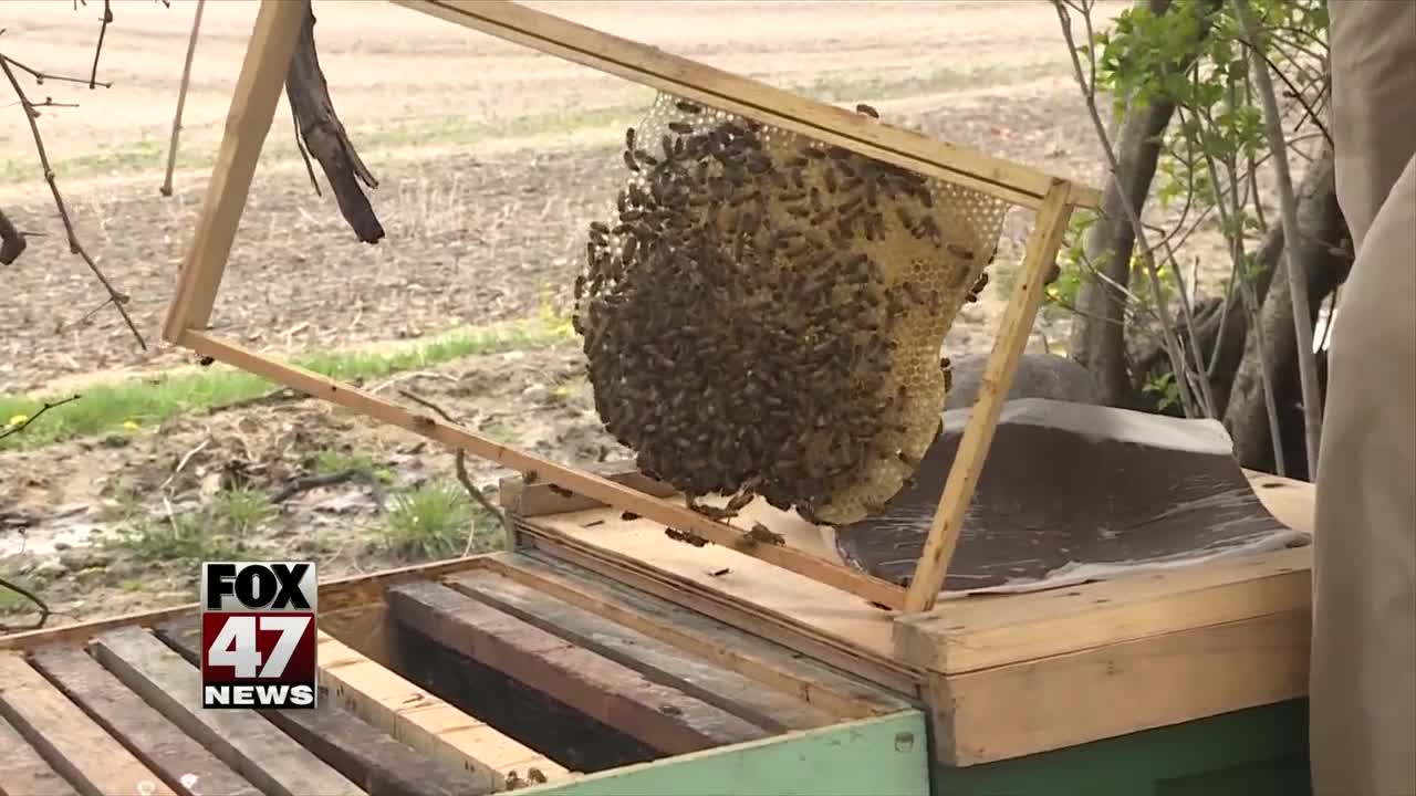 Local beekeeper offers to take care of hives for free to save bee population