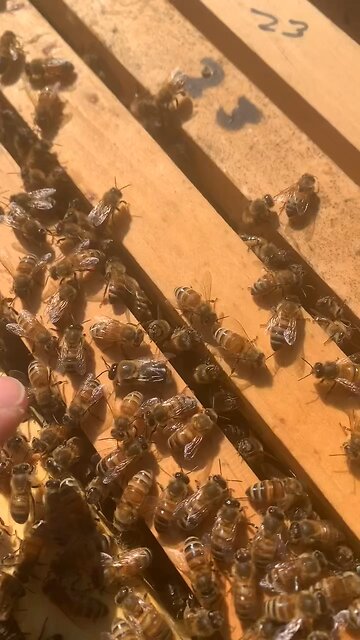 Here is a drone bee! They are male bees. Drone bees do not have stingers 🐝