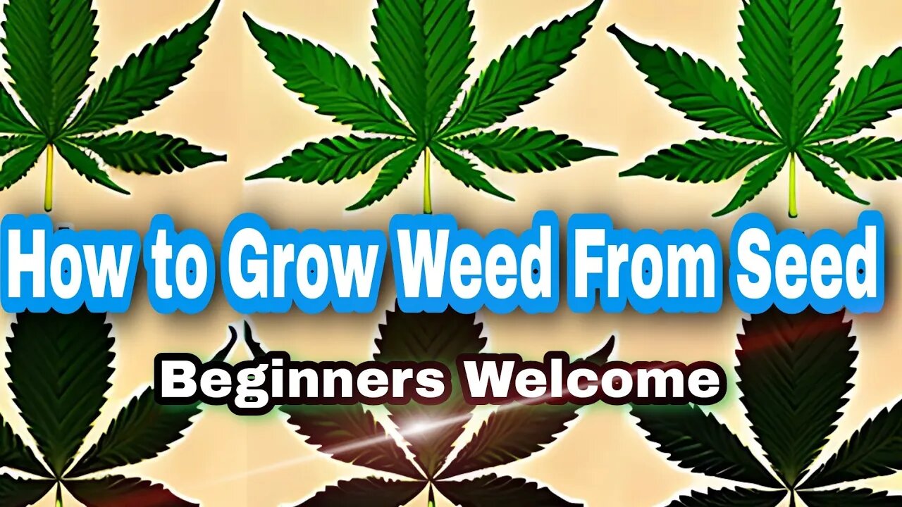 How to start Cannabis Grow from Seed - The Dude Grows Show (1,425)