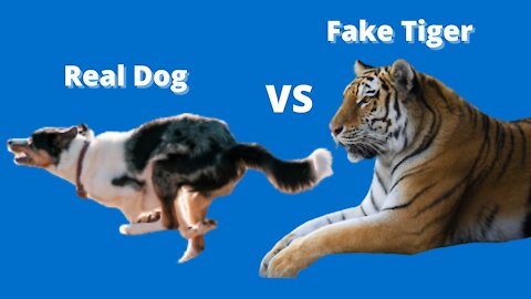 Watch Fake Tiger Prank, Dog Run Very Funny Prank Video 2021