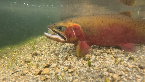 Payette National Forest, Idaho: Cutthroat Trout!