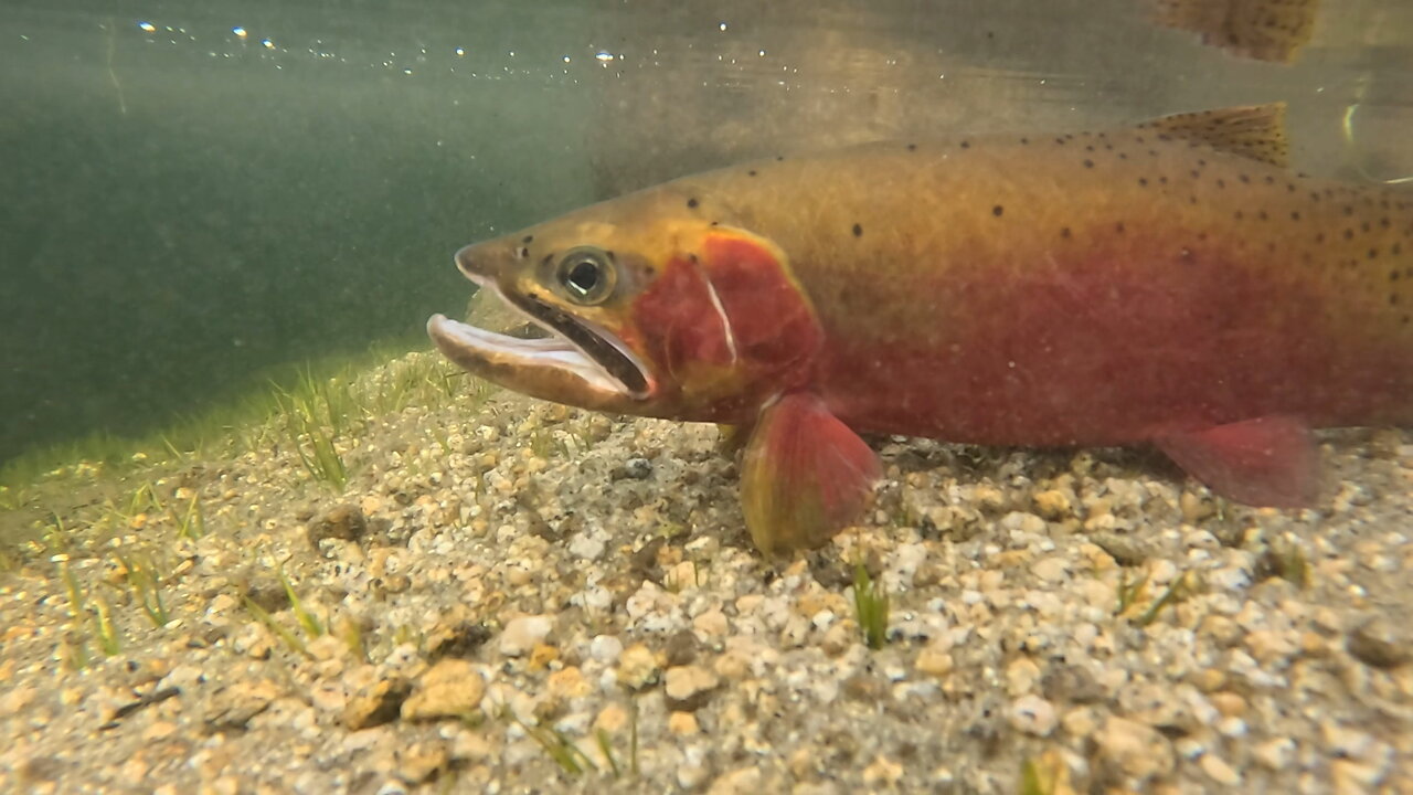 Payette National Forest, Idaho: Cutthroat Trout!