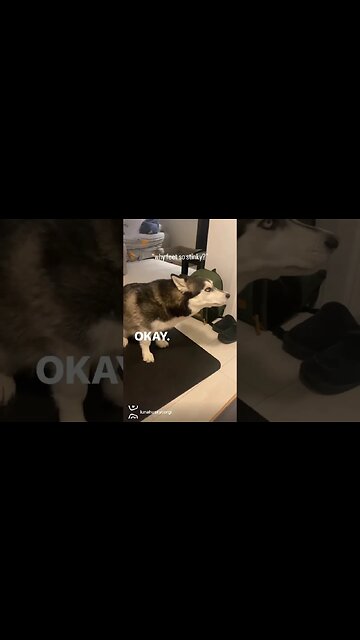 after you watch this video! you will want a husky 😍🤣 #husky