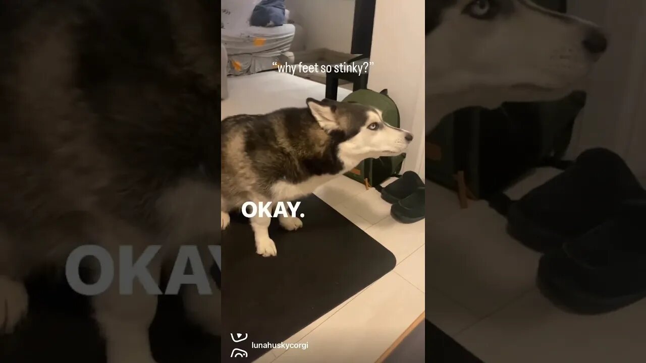 after you watch this video! you will want a husky 😍🤣 #husky