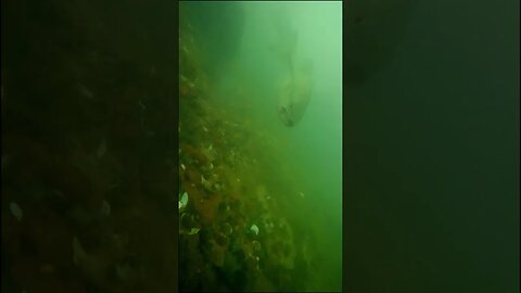 Murky underwater Camera