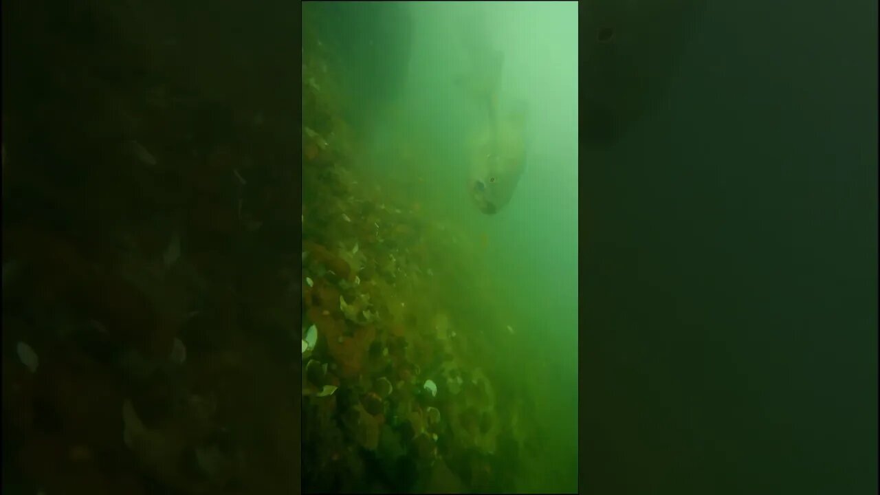 Murky underwater Camera