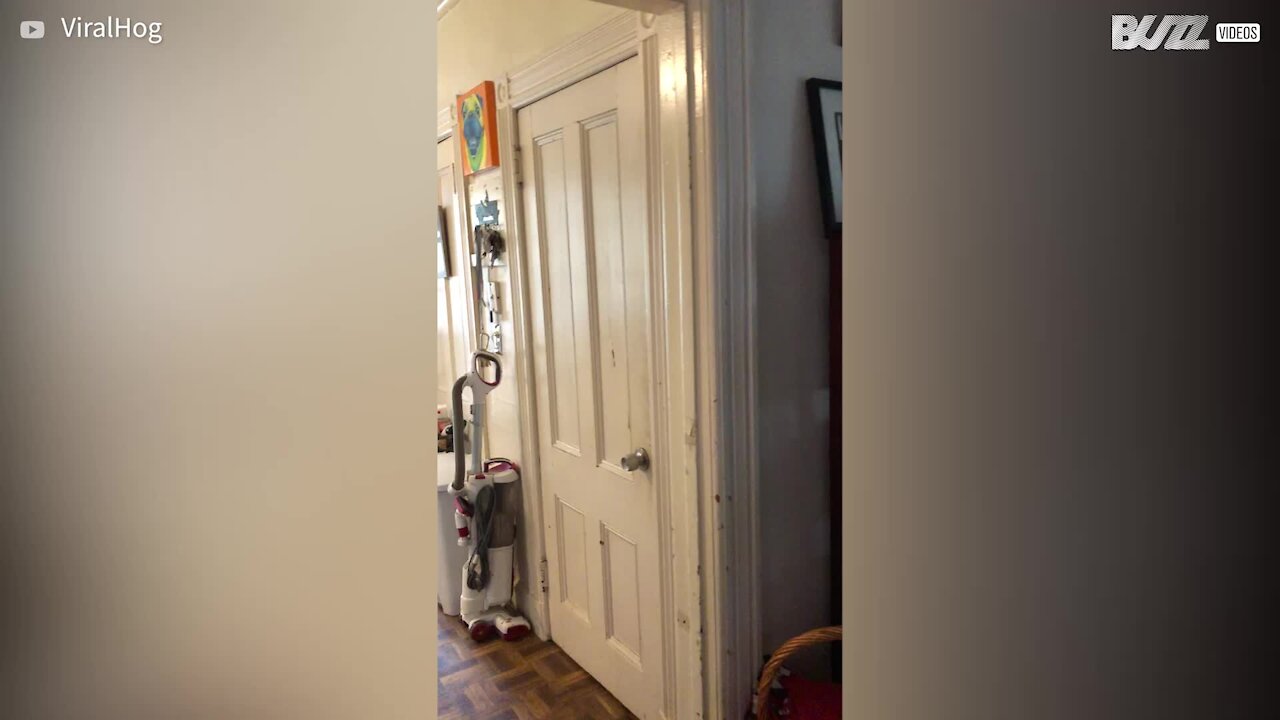 Gato transforma tigela em sua nova cama