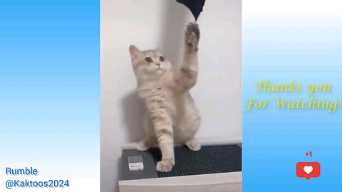 fuuny animal cat video