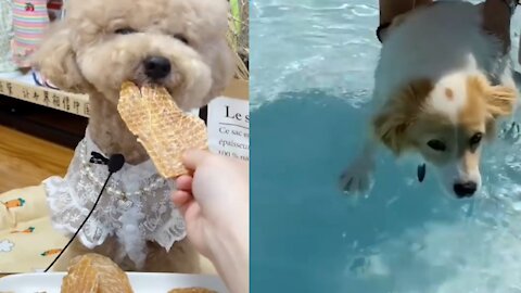 Dog is bathing in swimming pool ll