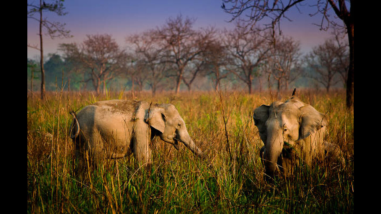 JEEP Safari at National Park