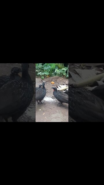 Jacu e também seus filhotes em busca de comida (1)