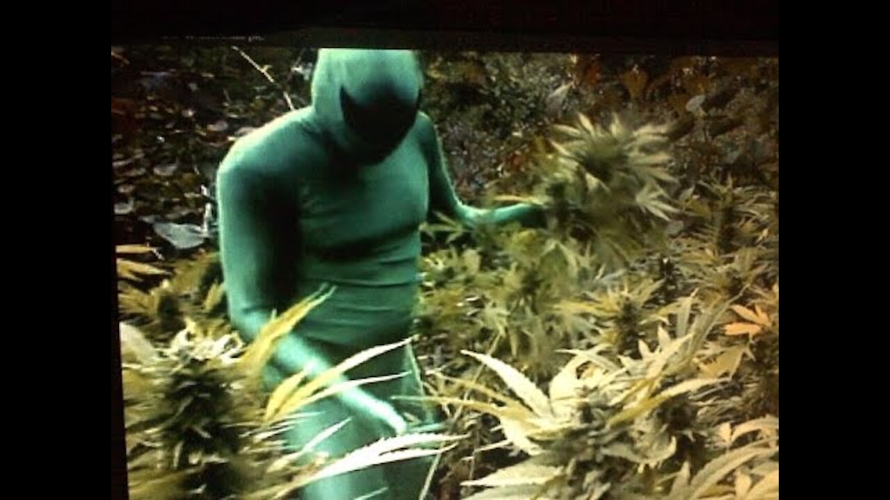 Alien Picks Marijuana Plant - Surveillance/Game Camera Shot Colorado - Proof We've Been Waiting For