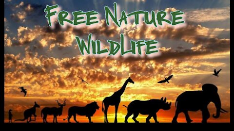 WILDLIFE| ||Nature Animal Vedio |Royalty free nature